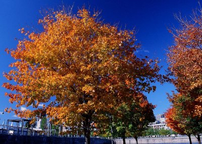 Couleurs d'automne / autumn colors