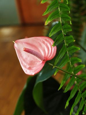 Flowers & Plants