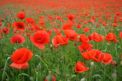 Poppy field