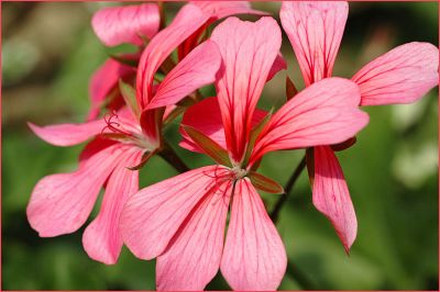 Geranium