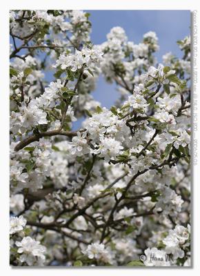 Malus domesticus