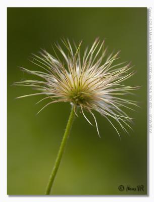 Pulsatilla vulgaris