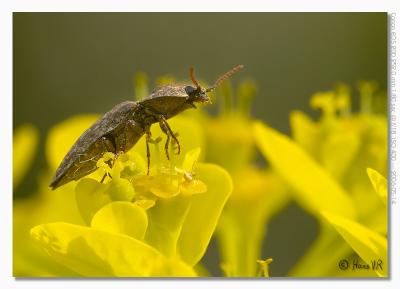 Agrypnus murinus ?