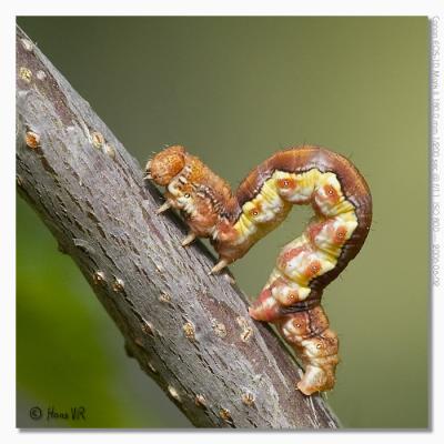 Erannis defoliaria