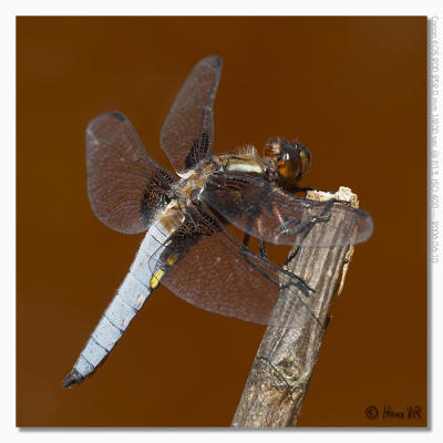 Libellula depressa