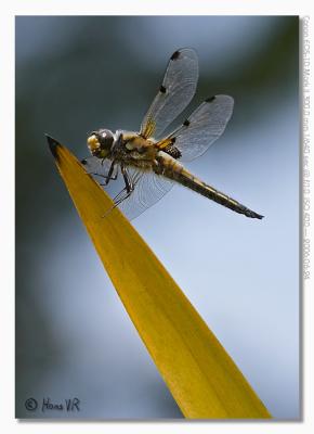 Libellula quadrimaculata