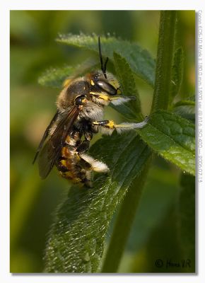 Anthidium manicatum