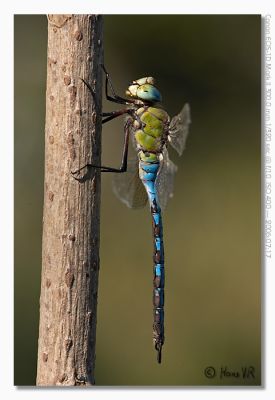 Anax imperator