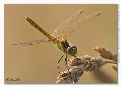 Sympetrum vulgatum