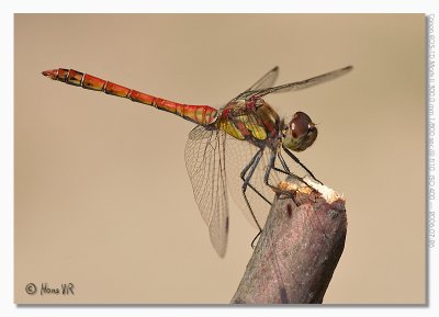 Sympetrum striolatum