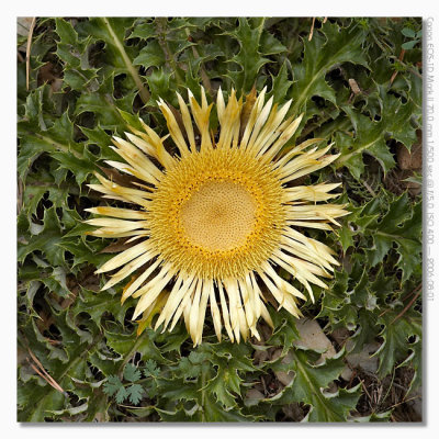 Carlina acanthifolia