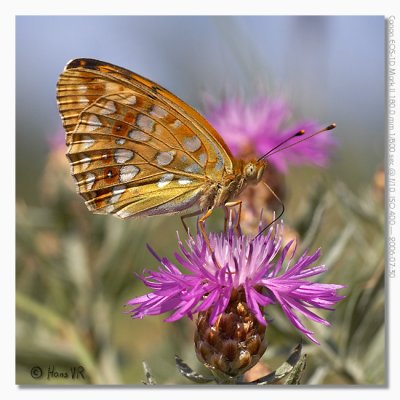 Argynnis niobe