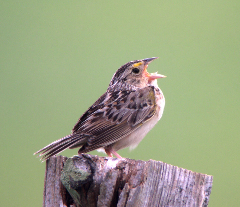 Grasshopper Sparrow
