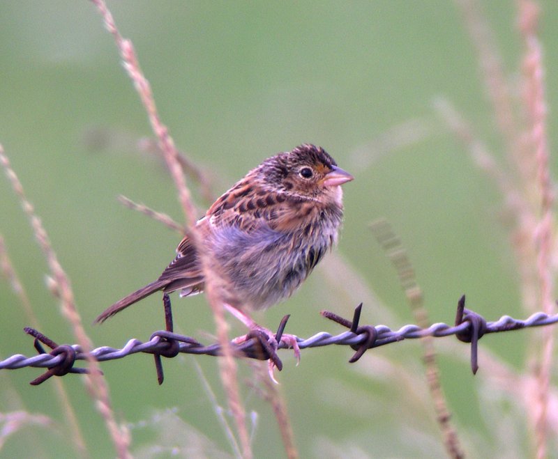 Grasshopper Sparrow, juvenile