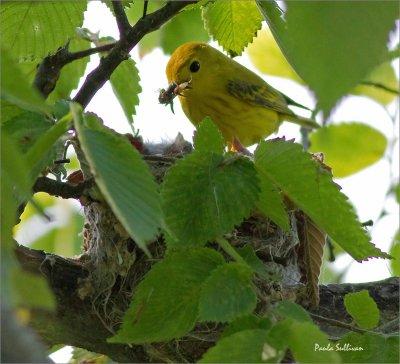 Yellow Warbler nest