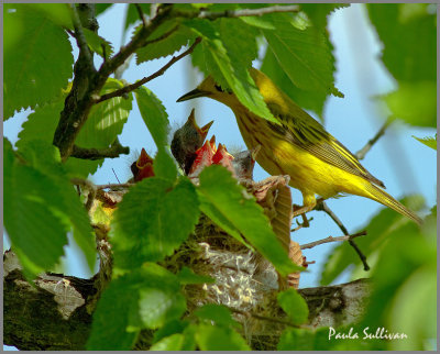 Yellow Warbler nest