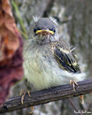 Newly fledged young Yellow Warbler