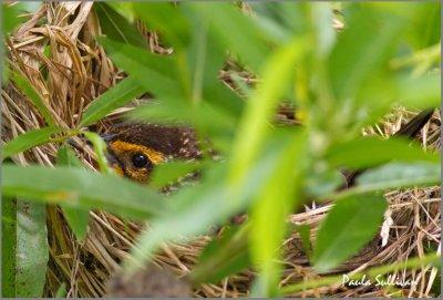 Female Red-winged Blackbird on nest