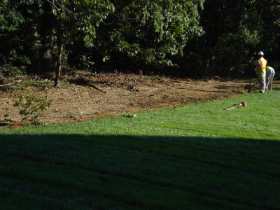 View of area where plants growing naturally were removed