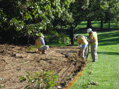 Landscape crew making azalea bed which is to replace plants which grew naturally there