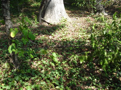 Small serviceberry tree chopped down; poison ivy on left, untouched