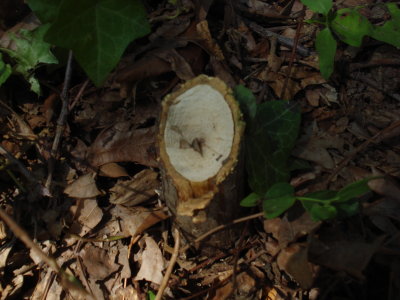 Two-inch sapling cut down
