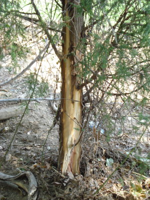 Devastating damage to tree trunk