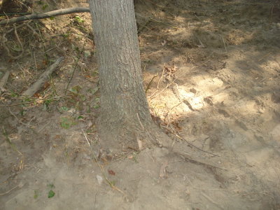 Damage to root area of large oak
