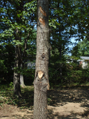 Large limbs removed from tree and gouge inflicted on upper trunk