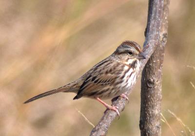 Song Sparrows