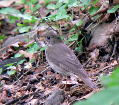 Gray-cheeked or Bicknell's Thrush