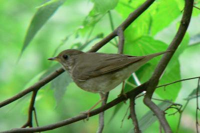 Gray-cheeked or Bicknell's Thrush