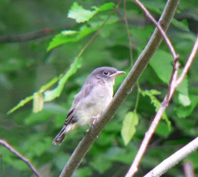 Eastern Phoebe juvenile