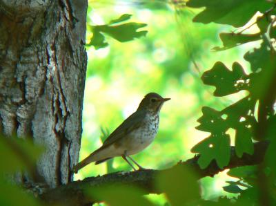 Swainson's Thrush