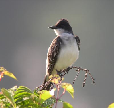 Eastern Kingbird