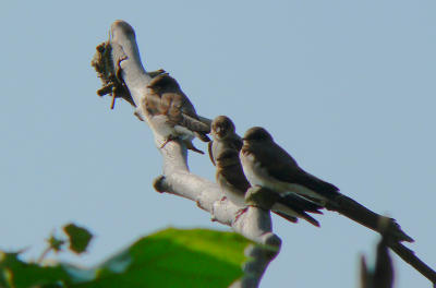 Rough-winged Swallows