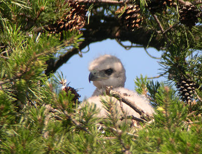 Young in nest
