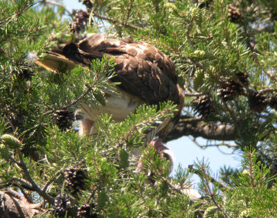 Adult (single-parent)  feeding young