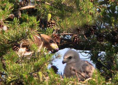 Smaller of two nestllings. Still being fed by parent. Gets to eat after sibling is finished.