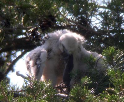 4:57 PM Smaller nestling grappling with prey