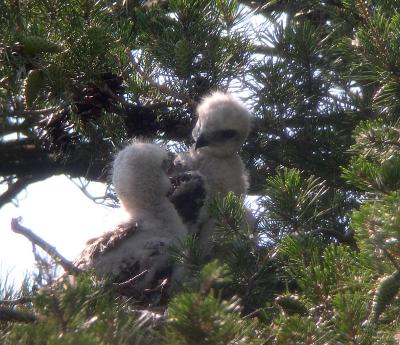 5:01:45 PM Larger nestling looking intensely at sibling after beginning to peck as well
