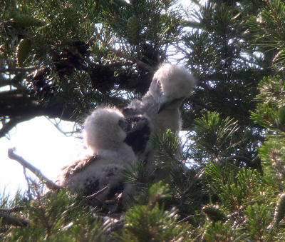 5:01:58 PM Larger nestling continuing to look aggressively at smaller sibling