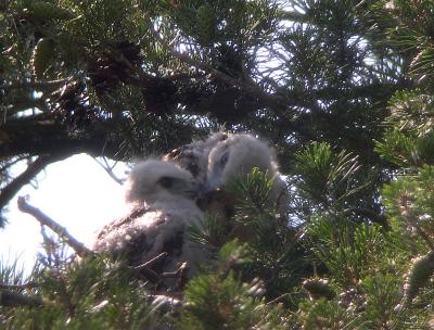 5:03 PM Nestlings continuing to peck at each other