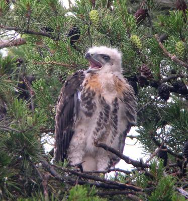 Larger chick