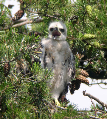 Smaller chick