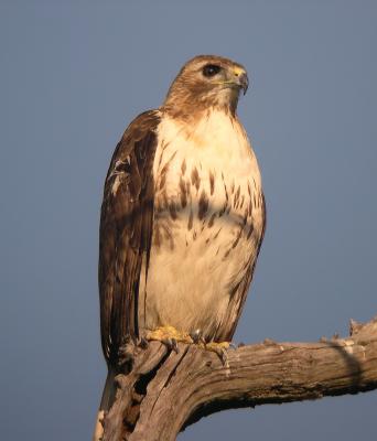 At 7:50 AM, the female parent still has not been seen feeding young.