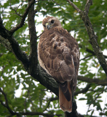 Female adult sat at this perch fromn 6:43-9:40 AM