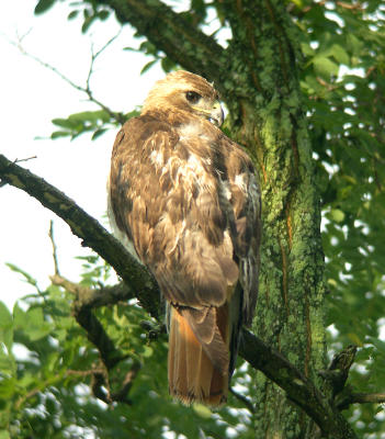 Female parent perching at 8:37 AM. She finally dropped off a meal at 10:50 AM