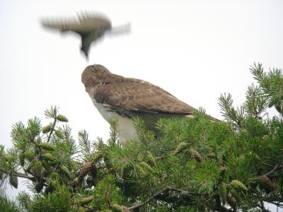 Mockingbird harrassing adult