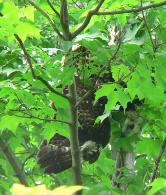 Larger chick lands about 20 feet from ground in adjacent maple, talon caught up on branch.